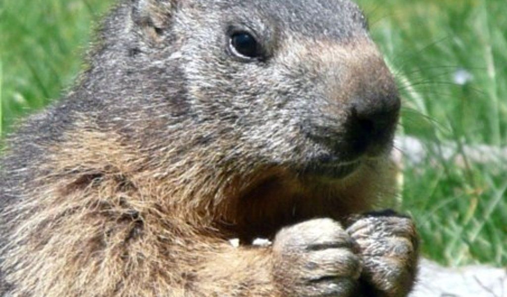 Marmotte up close